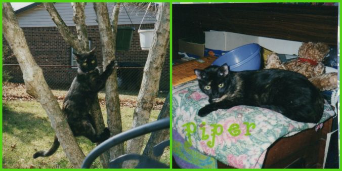 Piper came to our family a long time ago. She was named Piper because our auntie (mom's sister) and her sons found her living near water pipes close to an amusement park.