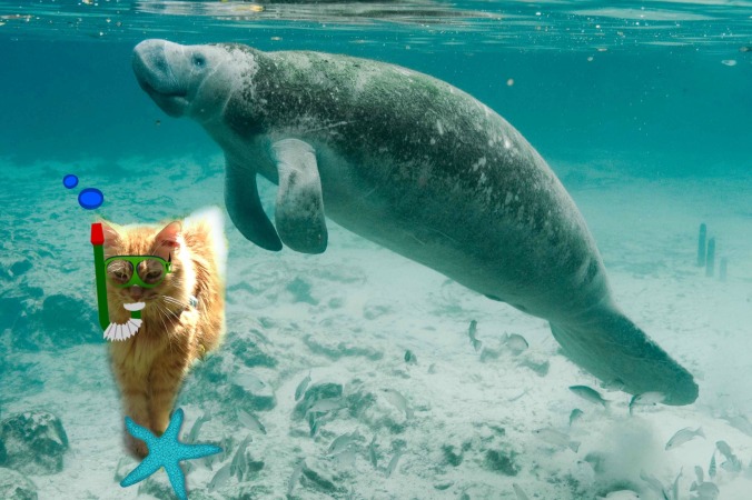 manatee day a