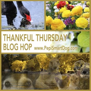 Thankful-Thursday-Wekly-Blog-Hop-Banner2-300x300