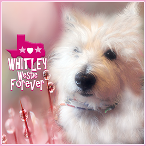 Whitley Westie FOREVER Badge