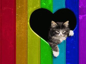 rainbow-cat